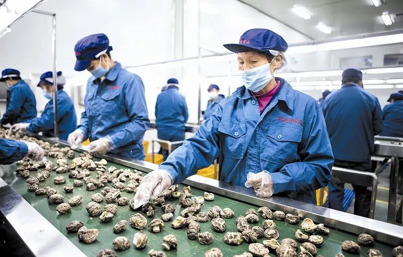 大豆加工:打开健康的美味之门